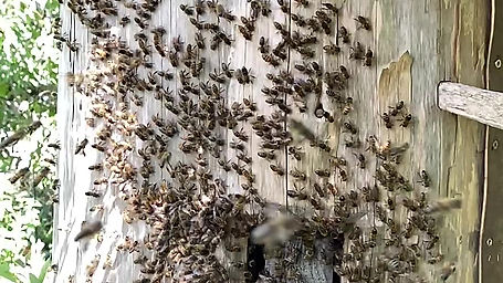 The beauty of a swarm